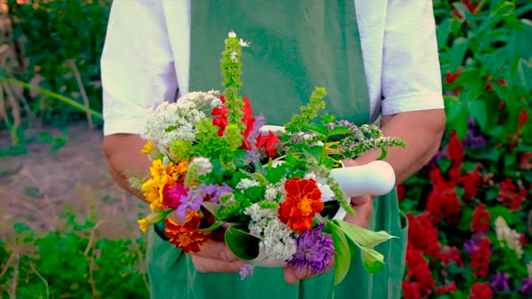 Woman Collects Medicinal Herbs and Flowers alt