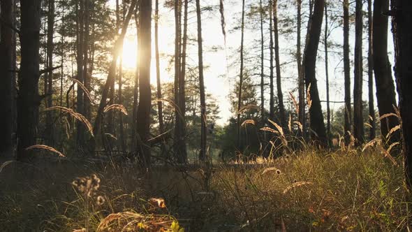 Summer Forest at Sunset alt