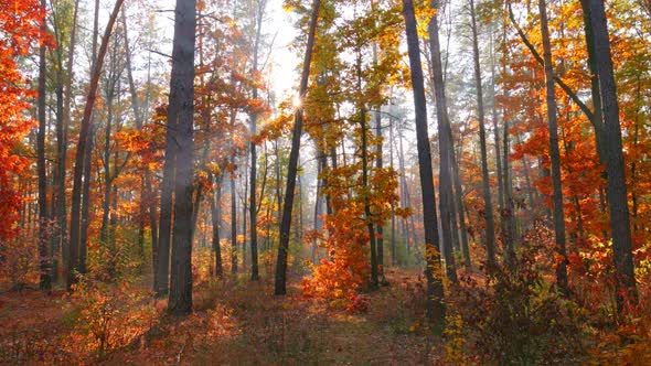 Autumn Nature Forest Landscape. Autumn Is in Full Swing. Walk Through the Magnificent Autumn Forest alt