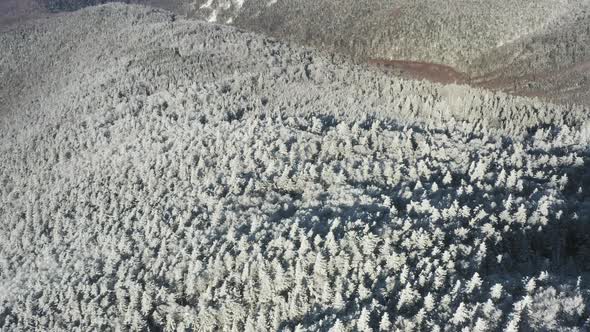 Winter Forest Nature Snow and Frost Covered Conifers Alpine Landscape alt