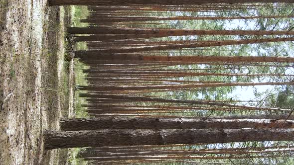Vertical Video of a Wild Pine Forest Slow Motion alt