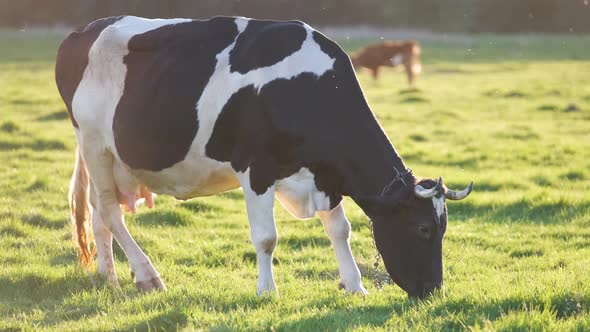Milk Cow Grazing on Green Farm Pasture on Summer Day alt