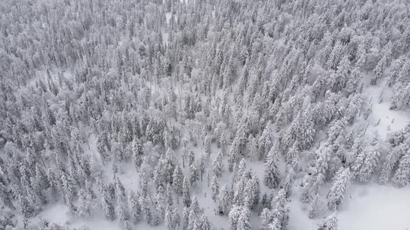 A Wonderful Winter Forest of Fabulous Beauty