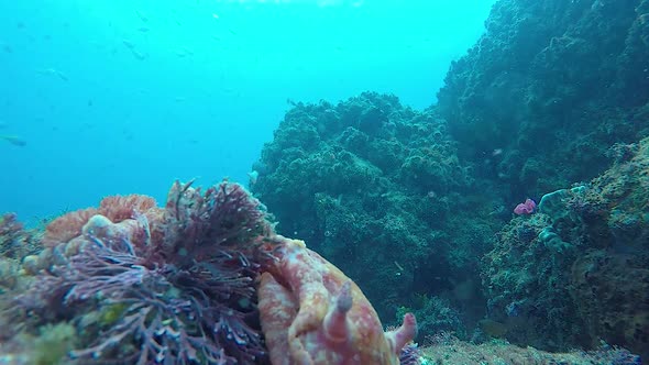 A colour Spanish Dancer Nudibranch swimming vigorously away from an underwater cameraman alt