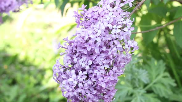 a Young Branch of a Lilac Flower is Slowly Moving From a Weak Wind alt