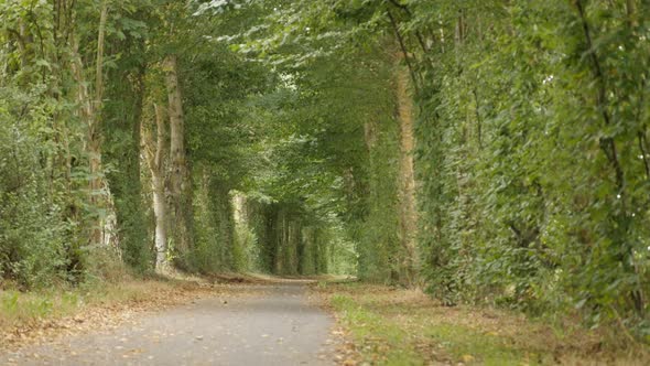 Path going somewhere into dark forest alley in fall 4K 3840X2160 30fps UHD footage - Autumn in  walk alt