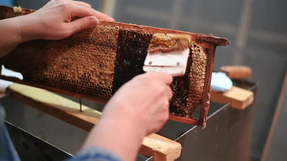 Beekeeper Scraping Off the Wax Caps on a Hive Frame From Honey Bees To Exctract Fresh Honey alt