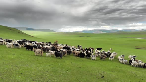 Herd of Yak Flock in Vast Grassland alt