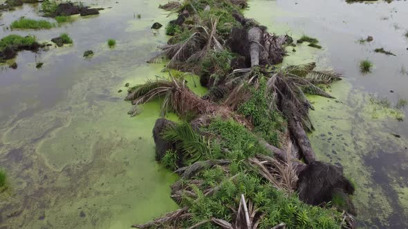 Dead bare oil palm tree after clearing alt