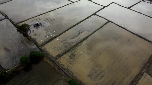 Egrets bird fly in farm reflection  alt