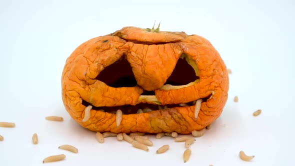 Halloween pumpkin with maggots. Fly larvae in pumpkin