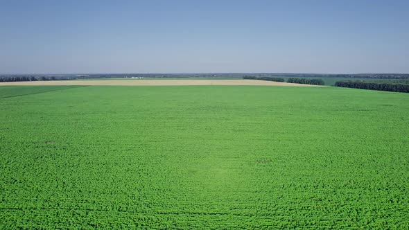 Young Sunflower in the Field Beautiful at Summer alt