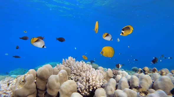 Underwater Tropical Colourful Fish alt