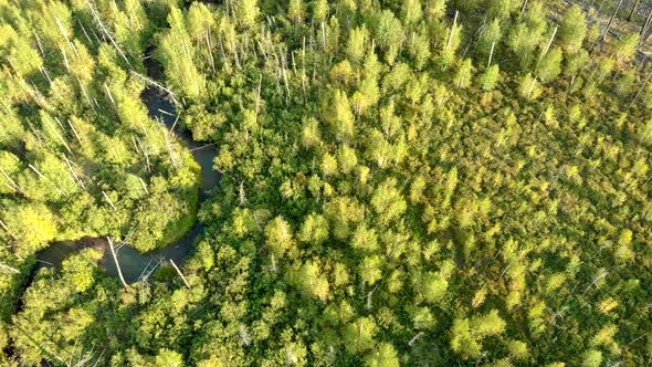 Aerial Drone Flying Over Young Trees Growing at the Site of a Forest Fire.