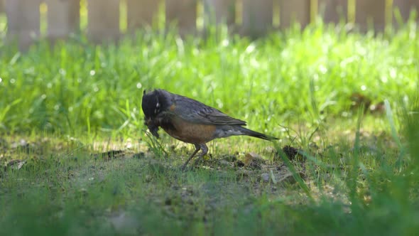 Robin bird is searching for warms in the warm spring weather alt