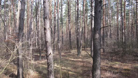 Forest Landscape Aerial View Slow Motion alt