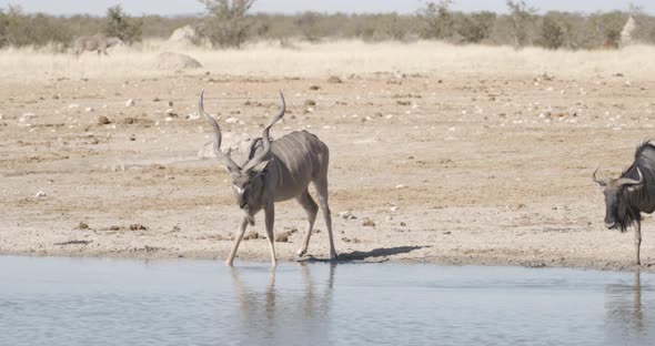 Animals at Waterhole