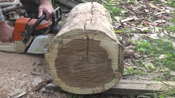 Man Sawing Log of Oak Tree in Garden with Chainsaw