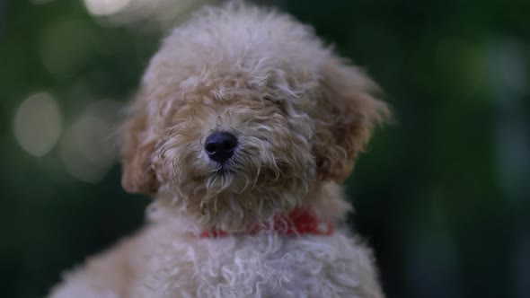 Cute Puppy Toy Poodle Sit Outdoors alt