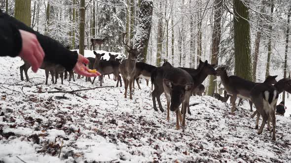 Human hands throwing food to fallow deer herd in winter forest,snow. alt