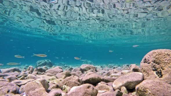 Fish slowly  swimming in very clear, transparent, shallow water. Minnows moving in all directions ov alt