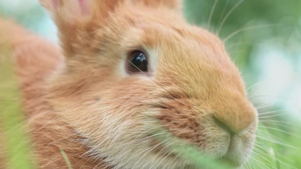 Portrait of a Funny Red Rabbit on a Green Natural Background in the Garden with Big Ears and alt
