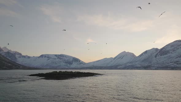Flock Of Seagulls Flying during A Sunset Over Island In Tromvik, Kvaloya, Norway. wide aerial, slow alt