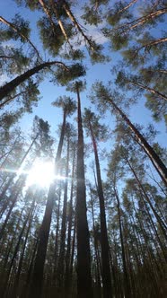 Vertical Video of the Forest Landscape Slow Motion alt