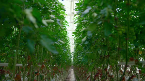 Plantation with Tomatoes Plants Growing on Farmland Producing Vegetarian Food alt