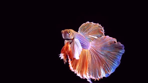 Siamese Fighting Fish Betta Splendens 16 alt