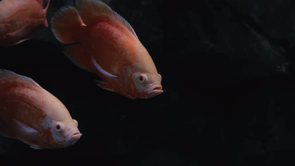 Species of Soft Corals and Fishes Lillac Aquarium Under Violet or Ultraviolet Uv Light alt