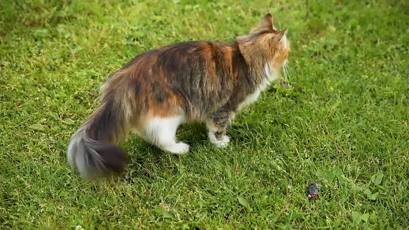 Arrogant Shorthaired Domestic Funny Tabby Cat Sneaks Through Fresh Green Grass Meadow Background alt