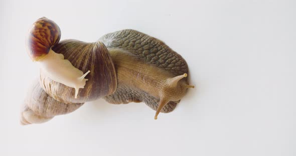 Lissachatina Fulica  Two Snails  One Rides on the Shell of the Other alt