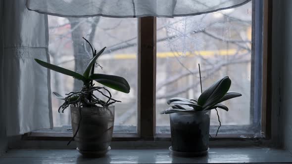 Two Domestic Flowers Stand in Hut on Windowsill alt