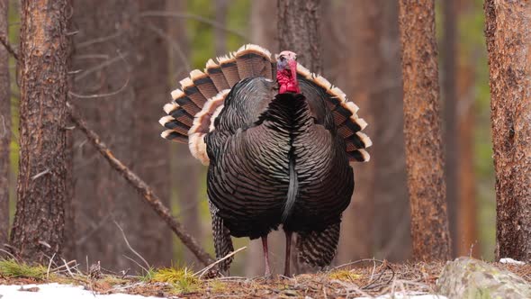 Wild Turkey in the Rocky Mountain National Park alt
