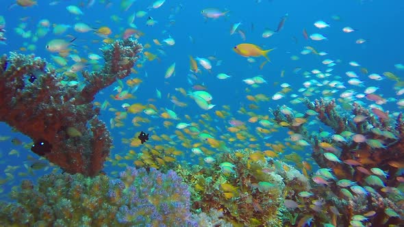 Underwater Tropical Scene Marine, Stock Footage | VideoHive