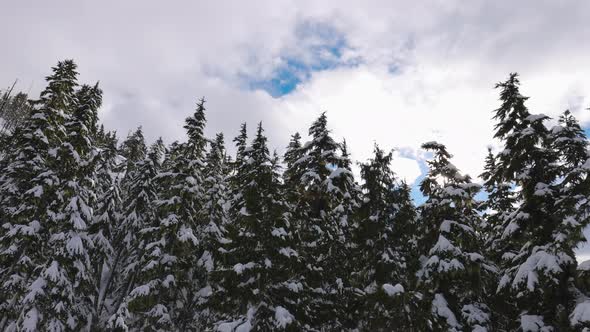 Snowy Forest on Top of the Mountains in Winter During Sunny Morning alt