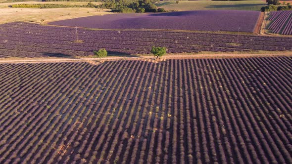 Lavender Field in Valensole, France alt