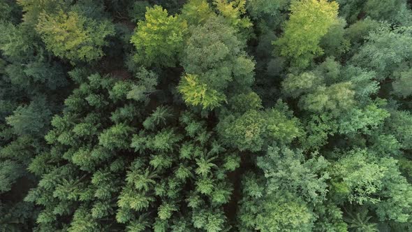 Aerial Top Down View of Forest