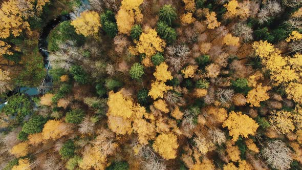 Camera Shows Colourful Autumn Forest Birds Eye Pan Shot alt