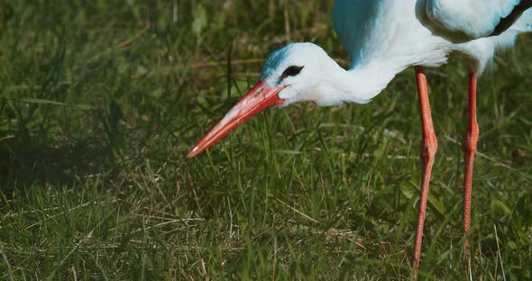 Stork close-up collects insects in the tall grass