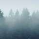 Mist Swirling Around Forest Trees - VideoHive Item for Sale