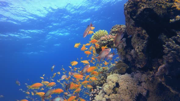 Red Sea Orange Fish alt