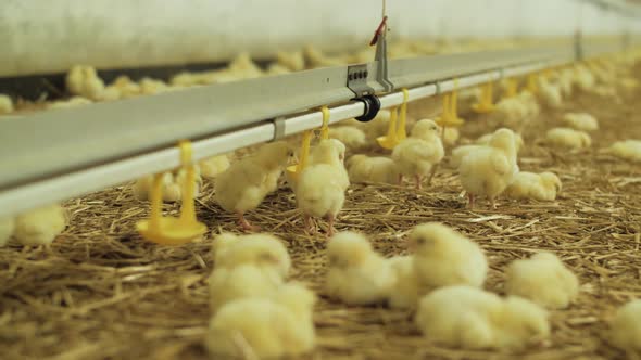 Newborn Chicks For Fattening On Modern Poultry Farm alt
