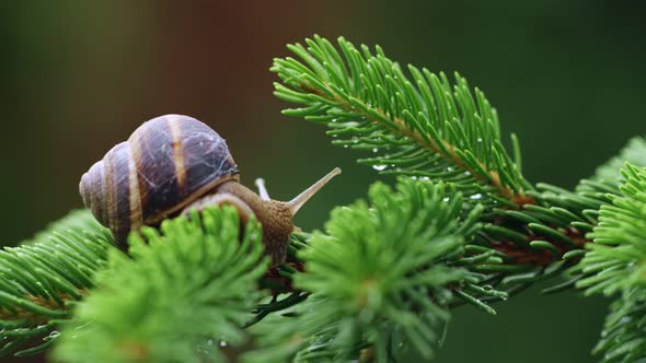Snail on a Тree