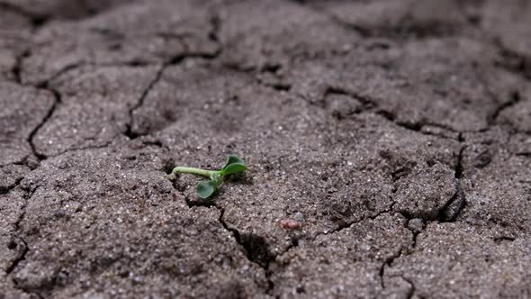 Lifeless Sprout Comes To Life in Dry Cracked Soil alt