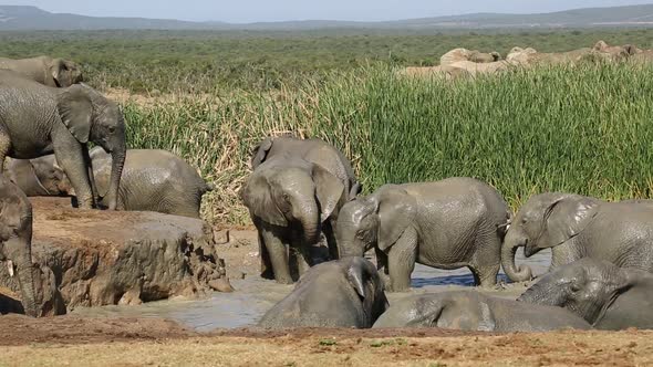 Playful African Elephants In Water alt