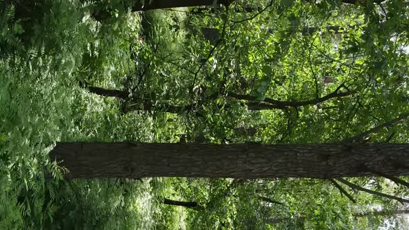 Vertical Video Aerial View Inside a Green Forest with Trees in Summer alt