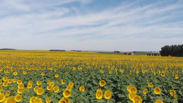 Drone shot of sunflowers on a windy day. Argentinean countryside. Moving left. alt