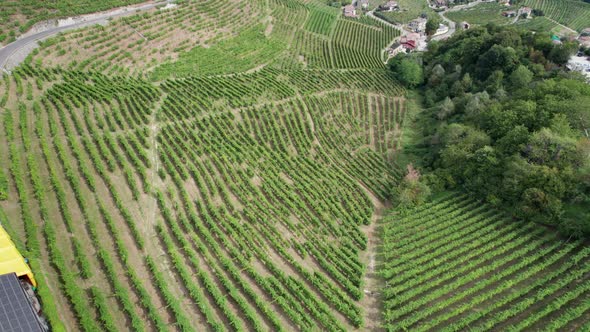 Aerial View of Vineyard Fields on the Hills in Italy Growing Rows of Grapes alt